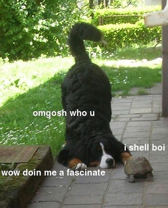 WholesomeMemes (@wholesomememe) on Twitter photo 