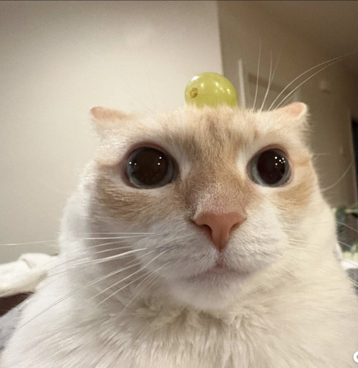 blissful tweet media