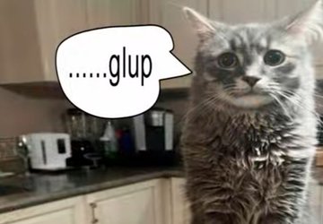 blissful tweet media