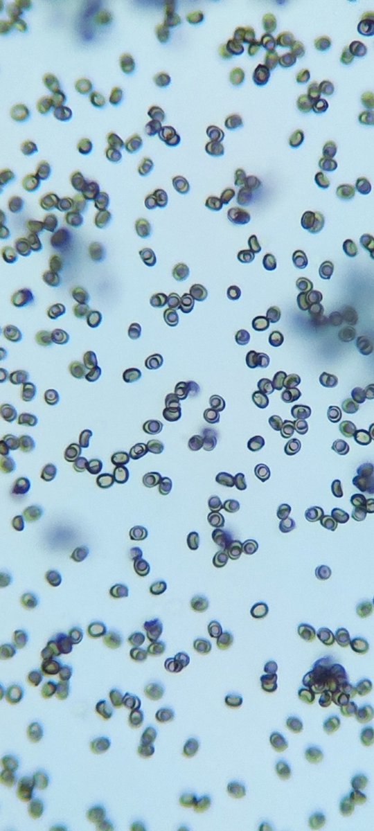 Alicia Giner tweet media