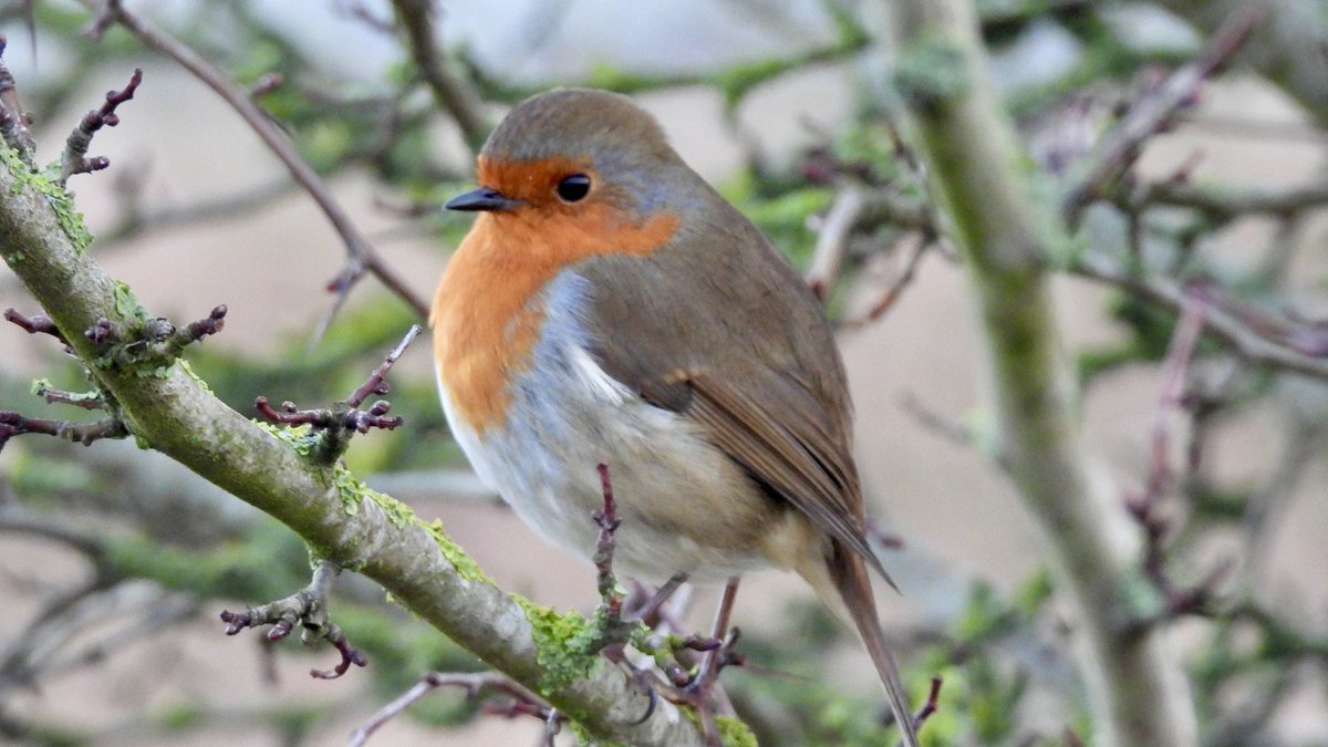 Gail Gregory tweet media