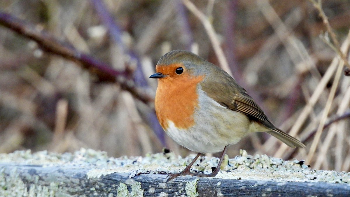 Gail Gregory tweet media