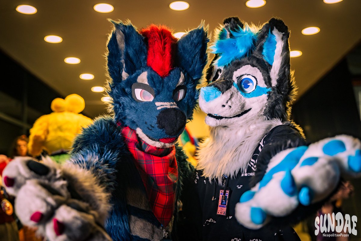 Wolf Grim / Lupus Torva tweet media