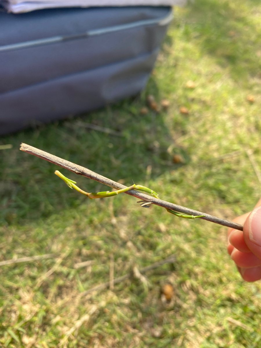 enamelpin123's tweet photo. 05-03-2026 / grass on a stick https://t.co/I1PgpEyb1o