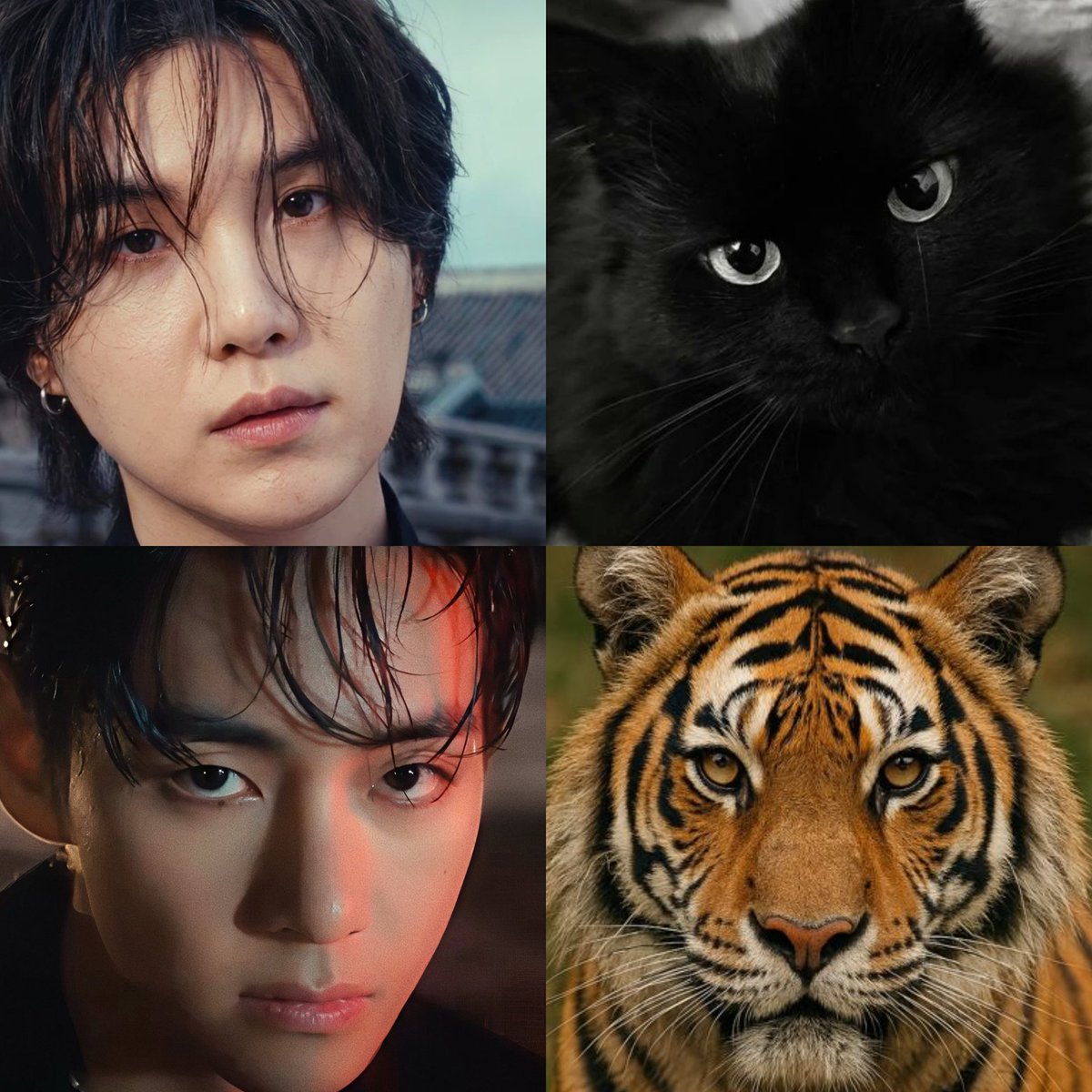 daegu feline line 🐱🐯🔥