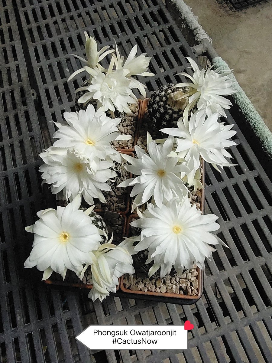manow224's tweet photo. หมดหน้าหนาวจริง ๆ แล้วสินะ (Discocactus hybrid)
#Cactus #CactusNow #Discocactus https://t.co/LFF90nFoUr