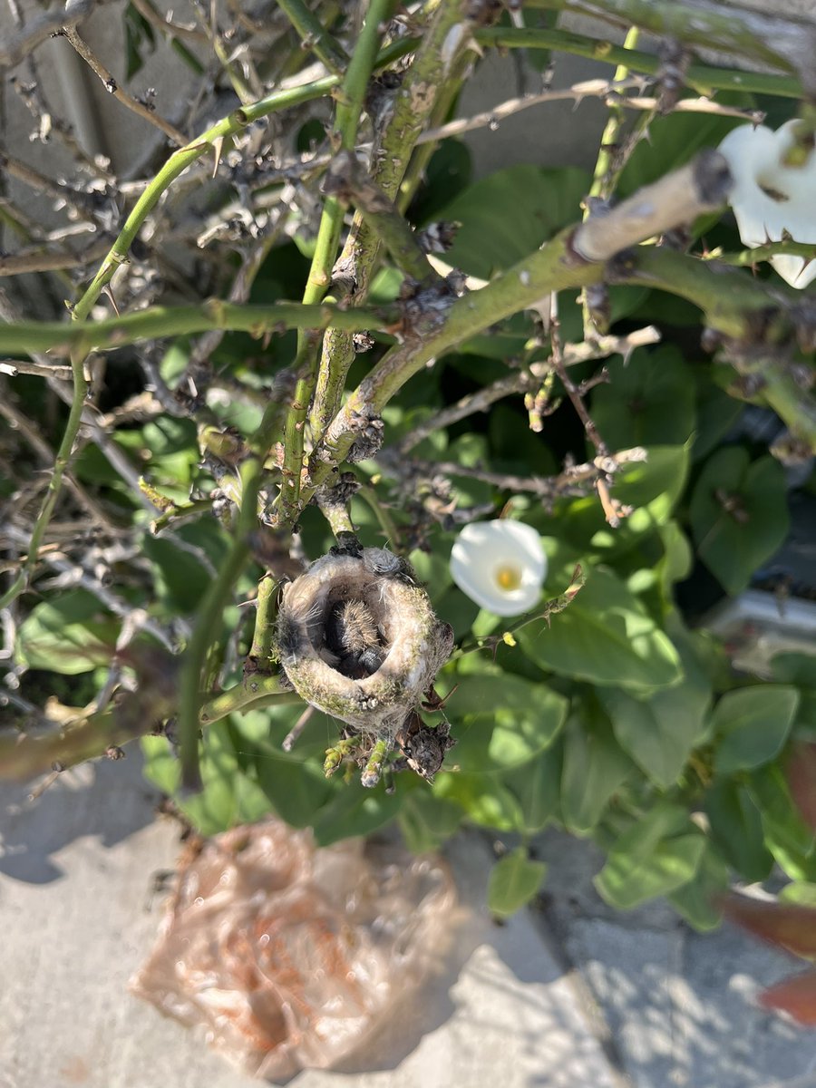 Daniel Strelitz tweet media