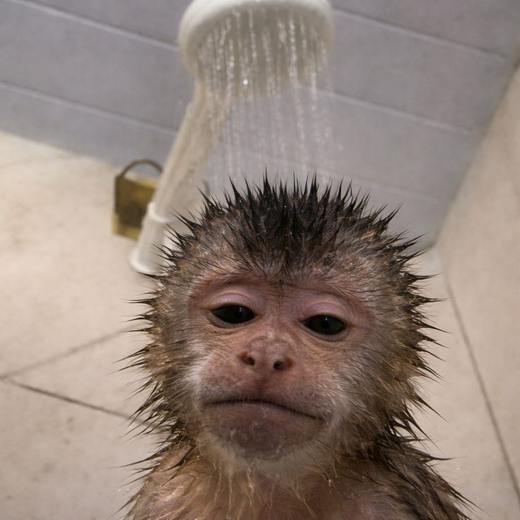 ANIMALIA tweet media