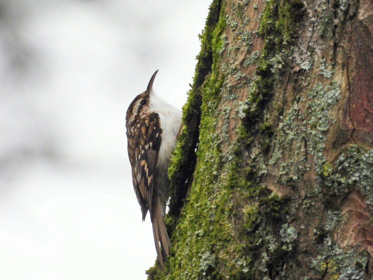 Ellie 🌲🌼🦜 tweet media