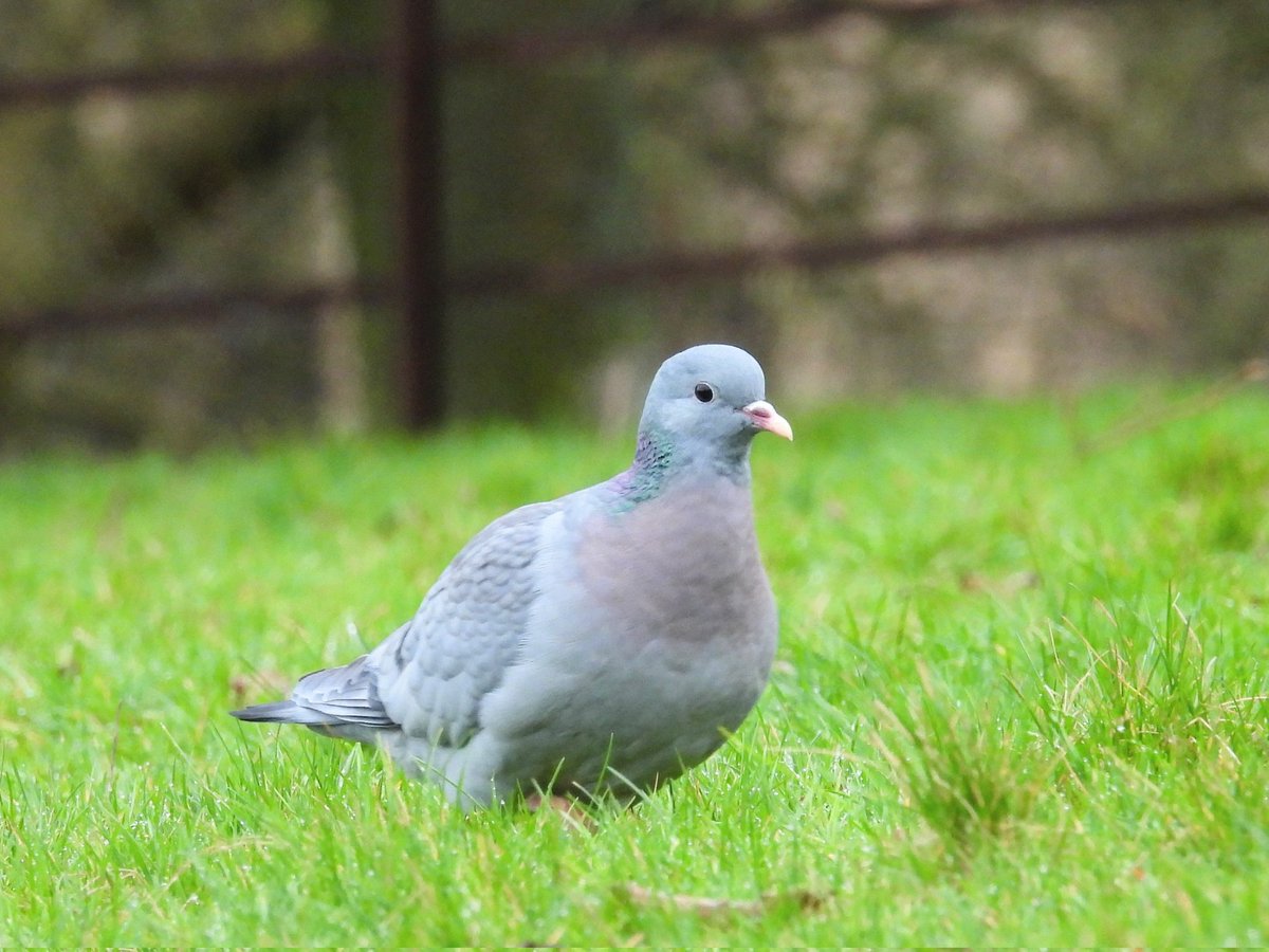 Ellie 🌲🌼🦜 tweet media