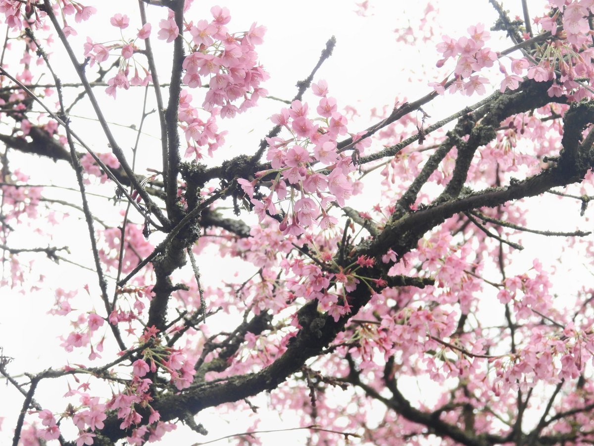 Ellie 🌲🌼🦜 tweet media