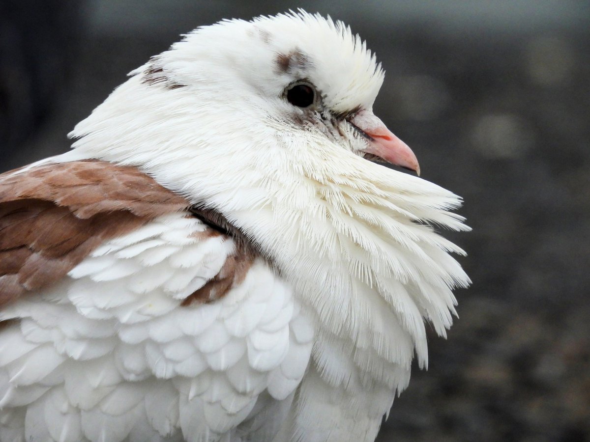 Ellie 🌲🌼🦜 tweet media