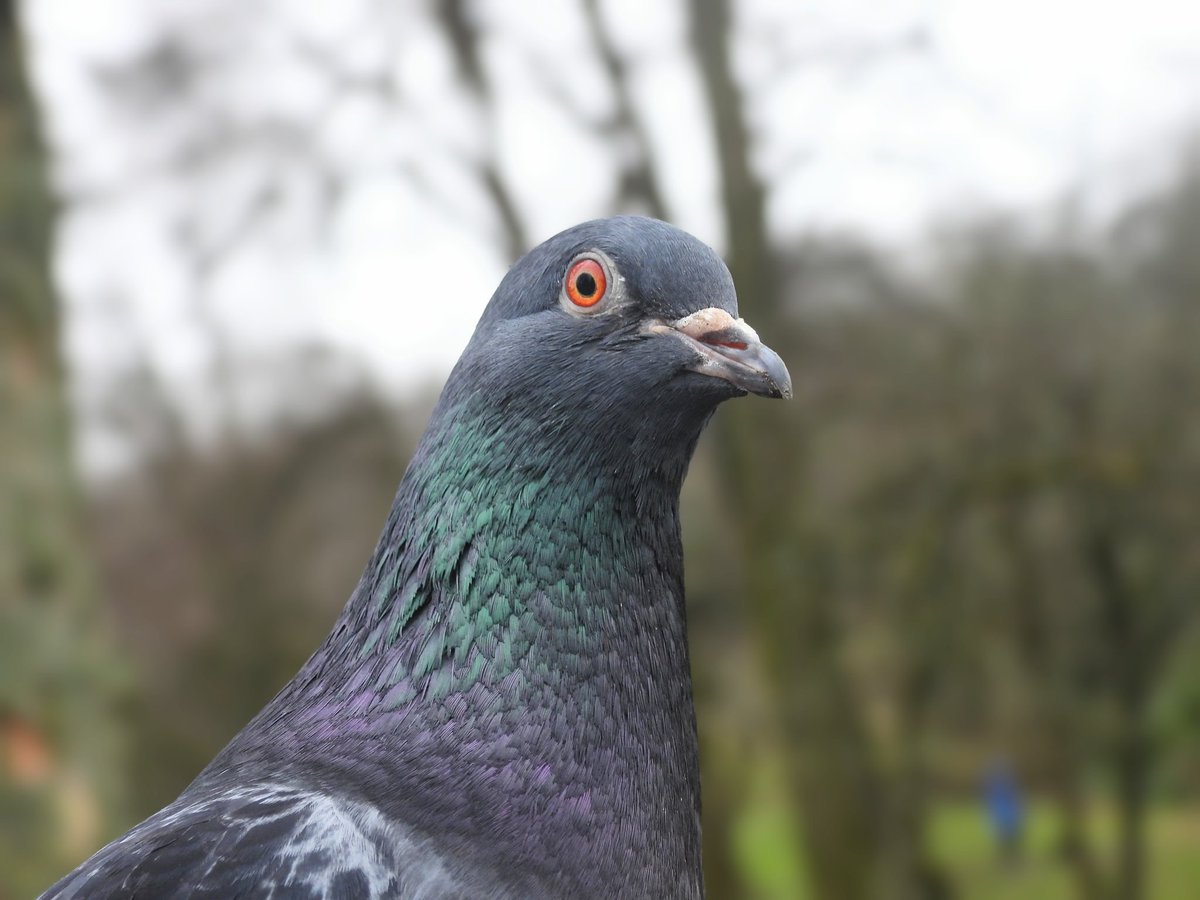 Ellie 🌲🌼🦜 tweet media