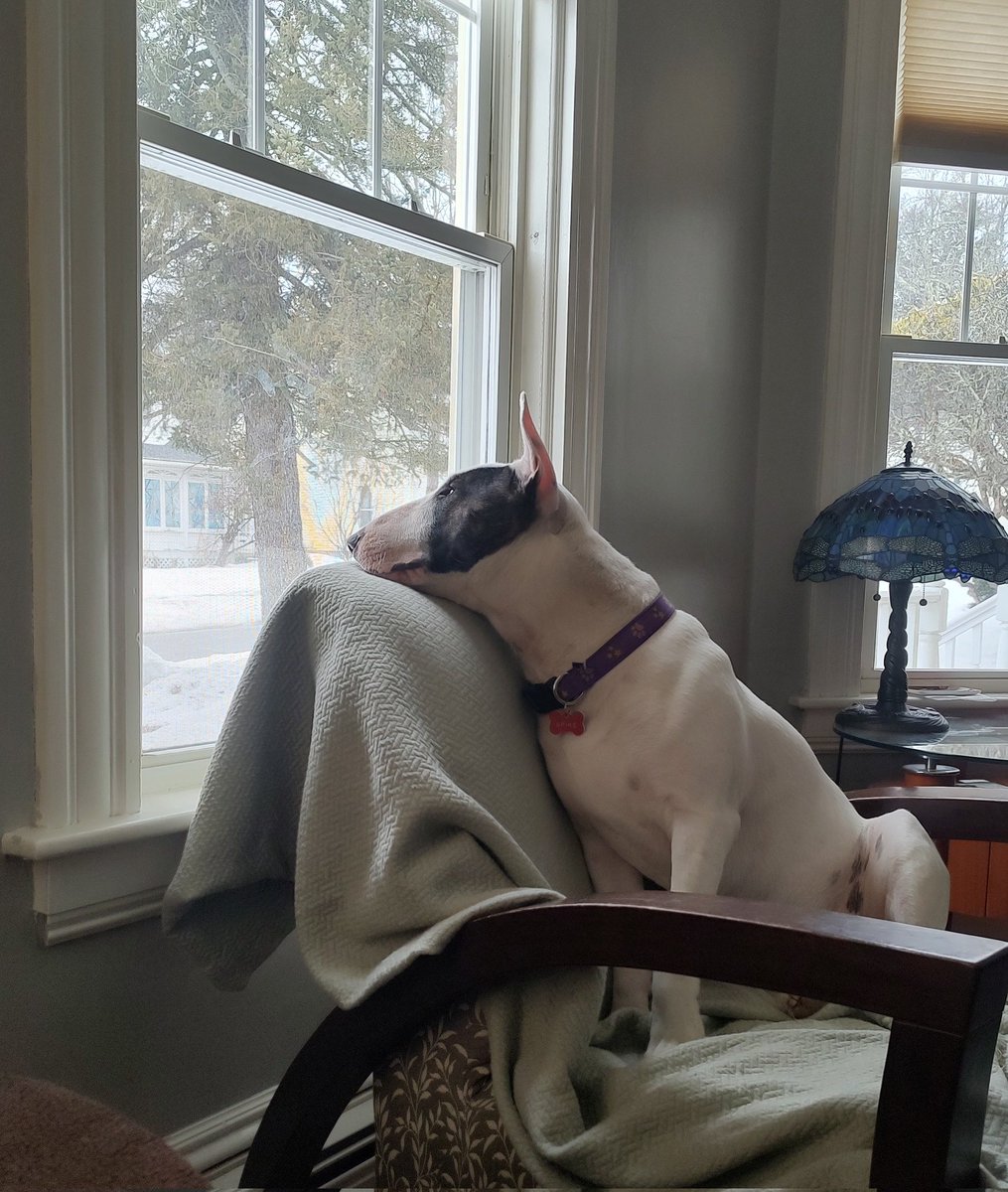 rexthetvterrier's tweet image. It's rainy and chilly today.  I had a short, wet walk this morning.  Now I'm just watching the world go by
#Spike #ThursdayMood  #Dogs