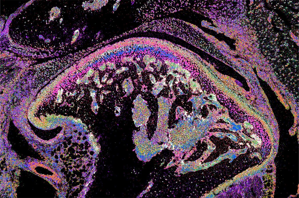 FaceBase Data Hub tweet media