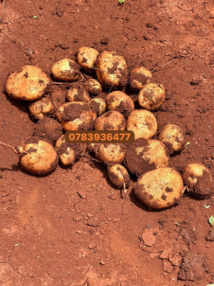 Farmbuzz Agriculture tweet media