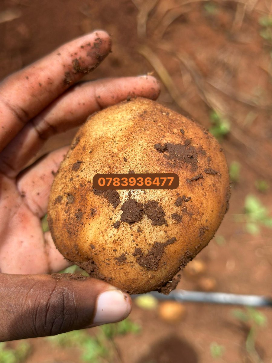 Farmbuzz Agriculture tweet media