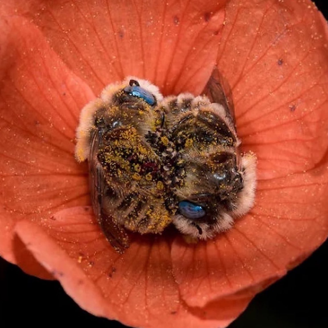 Indie 505 tweet media