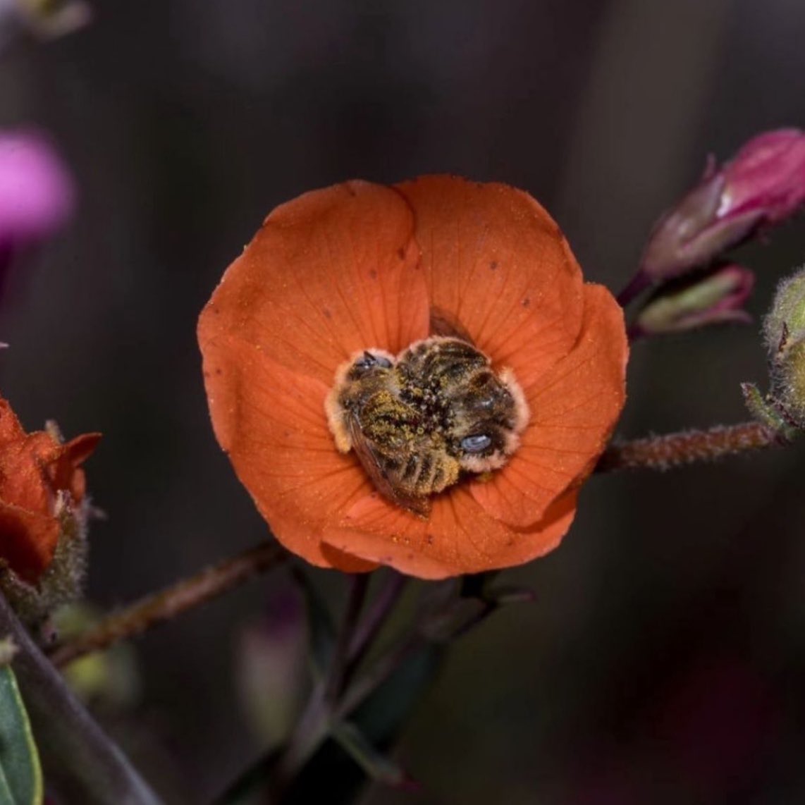 Dos abejas durmiendo juntas en una flor