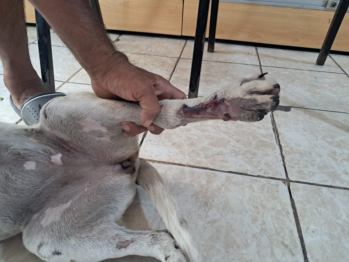 caritortas's tweet photo. Perrita de 8 meses atropellada no puede cambiar  y no comer x el dolor. Tiene 2 fracturas. necesita urgente operación. Si alguien conoce 1 traumatólogo costo social cerca a sjm . Y si nos pueden apoyar x favor 934330566 https://t.co/XZksVH1VXl