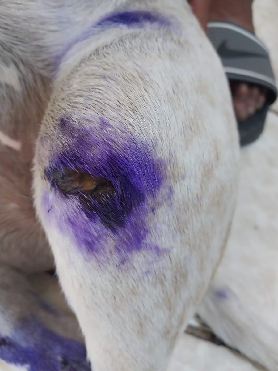 caritortas's tweet photo. Perrita de 8 meses atropellada no puede cambiar  y no comer x el dolor. Tiene 2 fracturas. necesita urgente operación. Si alguien conoce 1 traumatólogo costo social cerca a sjm . Y si nos pueden apoyar x favor 934330566 https://t.co/XZksVH1VXl