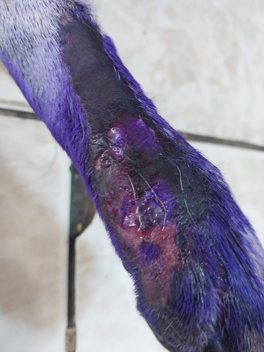 caritortas's tweet photo. Perrita de 8 meses atropellada no puede cambiar  y no comer x el dolor. Tiene 2 fracturas. necesita urgente operación. Si alguien conoce 1 traumatólogo costo social cerca a sjm . Y si nos pueden apoyar x favor 934330566 https://t.co/XZksVH1VXl