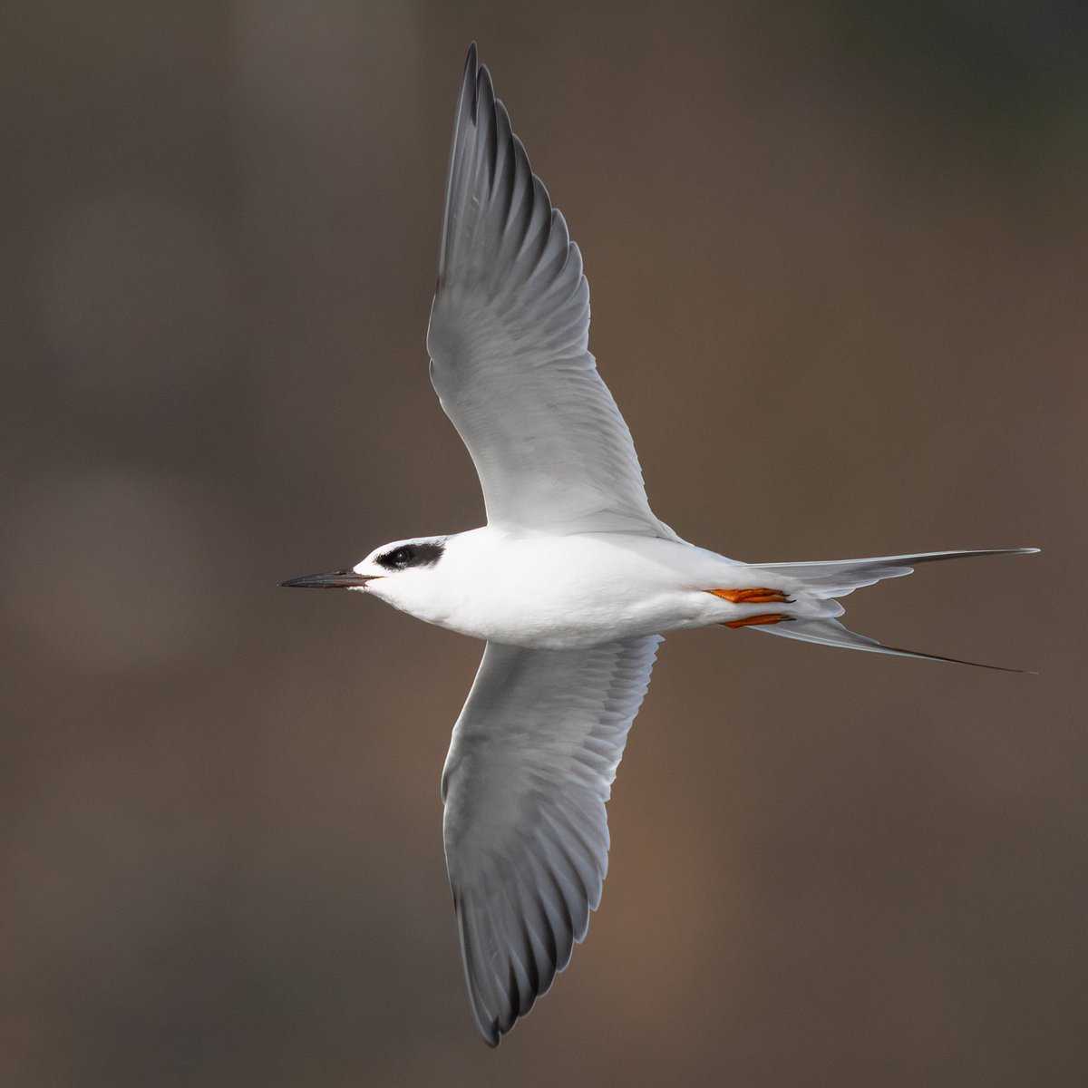 Mark Wright tweet media