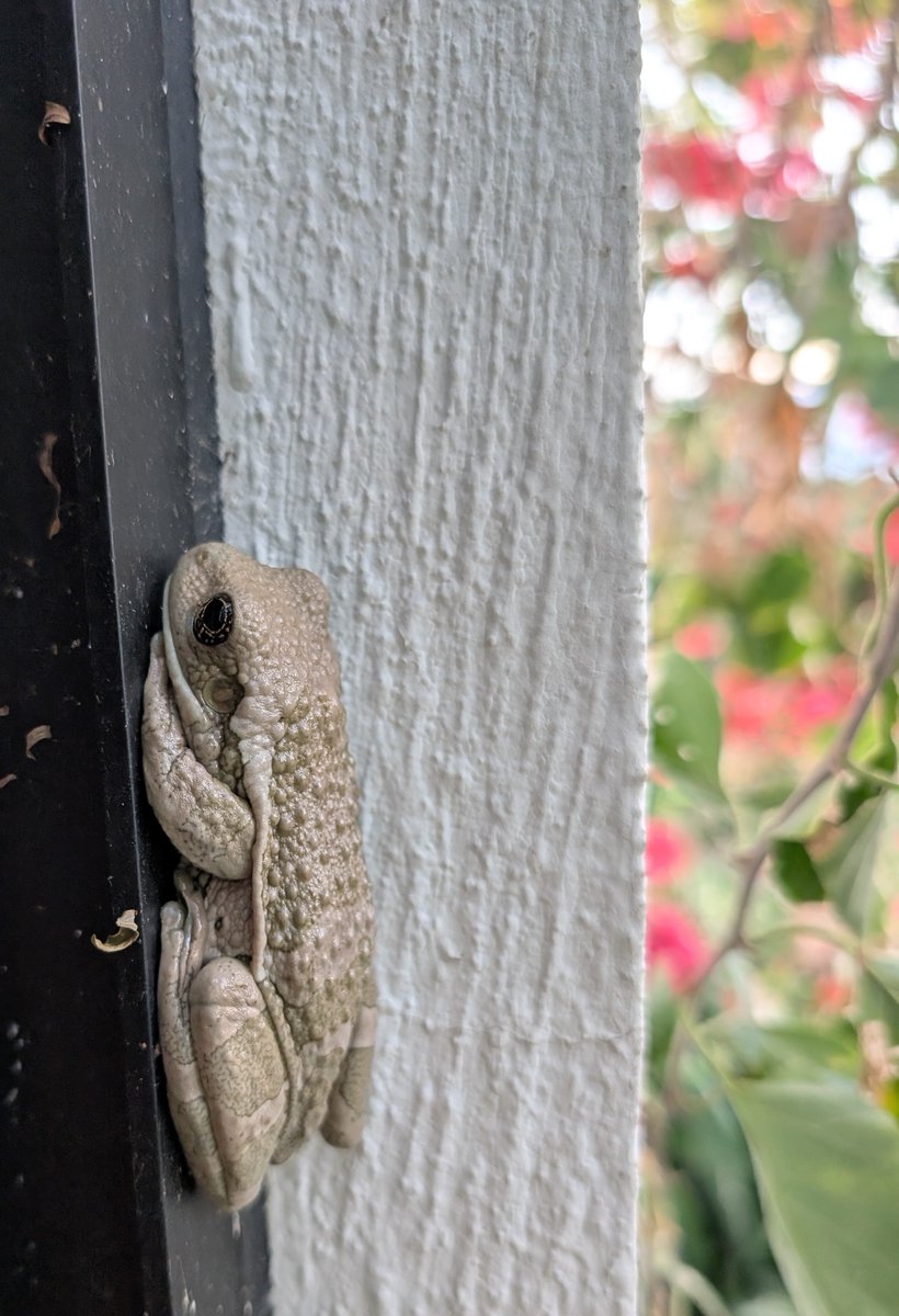 PMounou's tweet image. Ouiii! Le froid est fini, mes amies #grenouilles sortent de leurs terriers! Bienvenue mes beautés! 

#frogs #ranas #GrenouilleArboricoleMexicaine