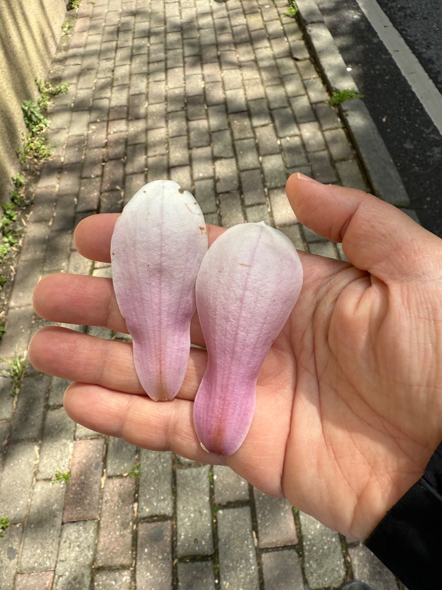 Aklim bu aralar hep Istanbul’da.. Manolyalarin ciceklerini goremeyecegim icin uzgunum (gecen sene 30 Mart’ta Bebek Insirah yokusundaki agac ciceklerini dokmustu 👇🏻 Bu sene de yetisemeyecegim 😣😣) 
Not: Ramazan beni zorluyor,bugun camasir deterjani ile bulasik mak calistirmisim.