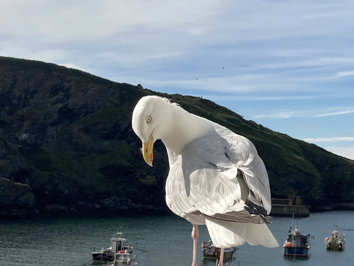 Robert Flute tweet media