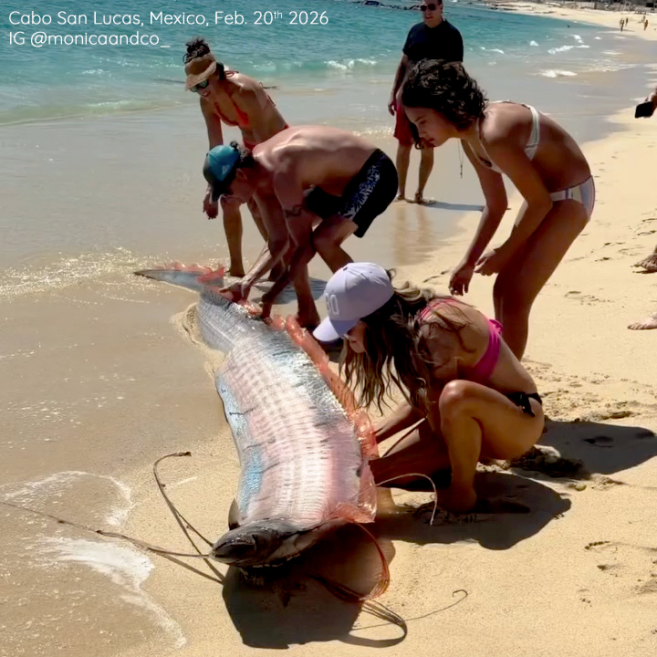 Stefan Burns tweet media