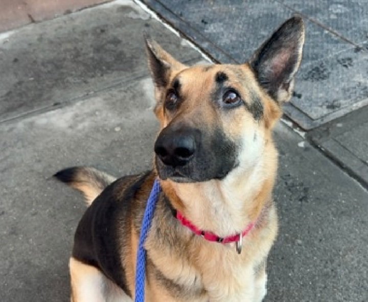 💔Juno💔
#NYCACC #247081 5y
▪️KILL COMMAND ❗️ 
#RescueOnly

Precious sweetie's💔, surr by family adored + loyally protected for 5 yrs.
Stating 1 bite w another dog as reason, w 0 details.
Gorgeous GShep girl's grieving &amp; anxious.
Affectionate, playful, loves car rides &amp; being w
