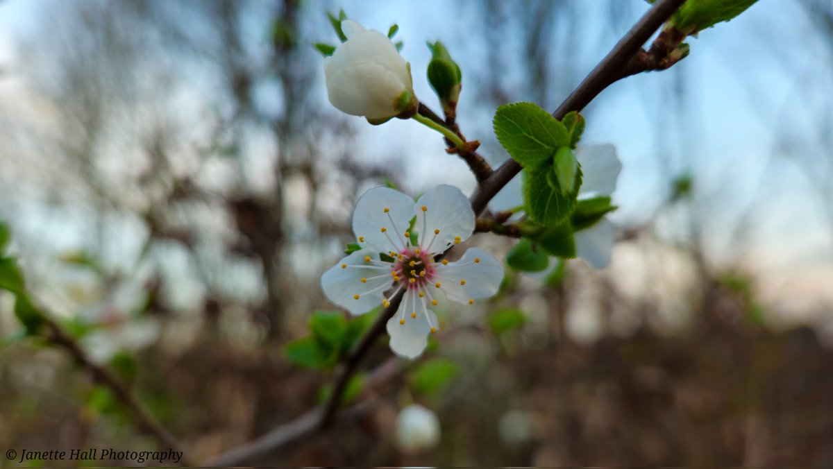 JanetteHall's tweet photo. Lovely signs of spring π€
#spring #white #colours #nature #NaturePhotography #NatureBeauty #naturelovers #green #yellow #plants #petals #frost #cold #flowers #flower #FlowerPower #FlowerHour #signofspring https://t.co/eh0VY0CPOg