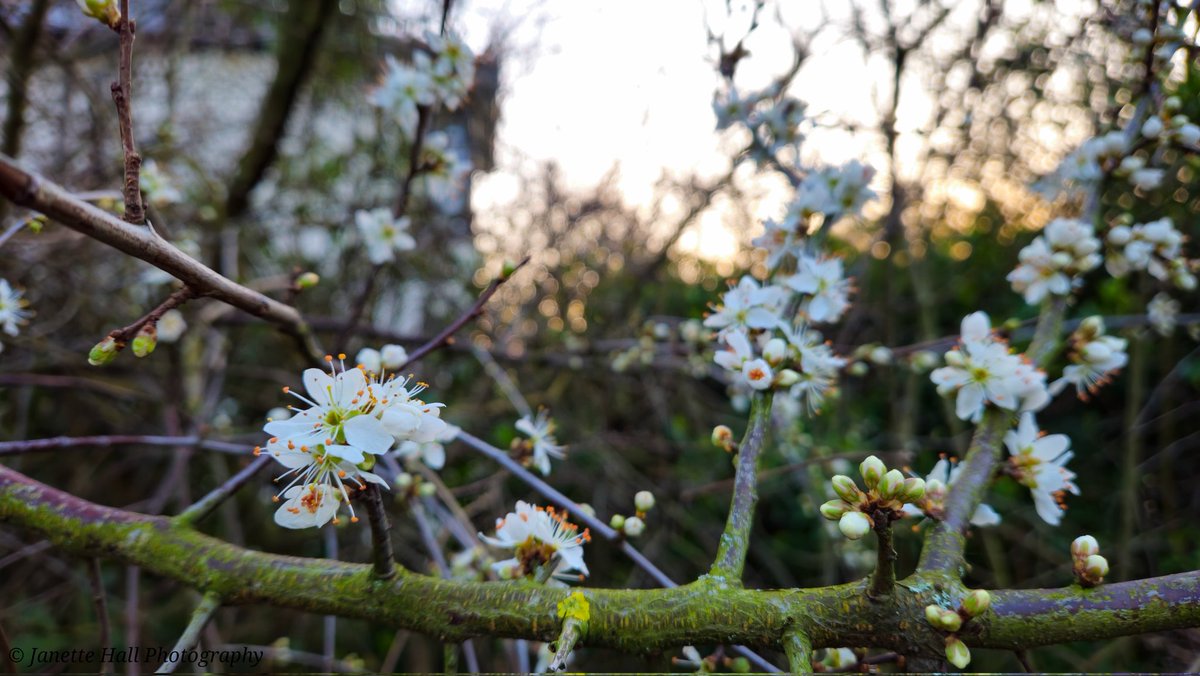 JanetteHall's tweet photo. Lovely signs of spring π€
#spring #white #colours #nature #NaturePhotography #NatureBeauty #naturelovers #green #yellow #plants #petals #frost #cold #flowers #flower #FlowerPower #FlowerHour #signofspring https://t.co/eh0VY0CPOg