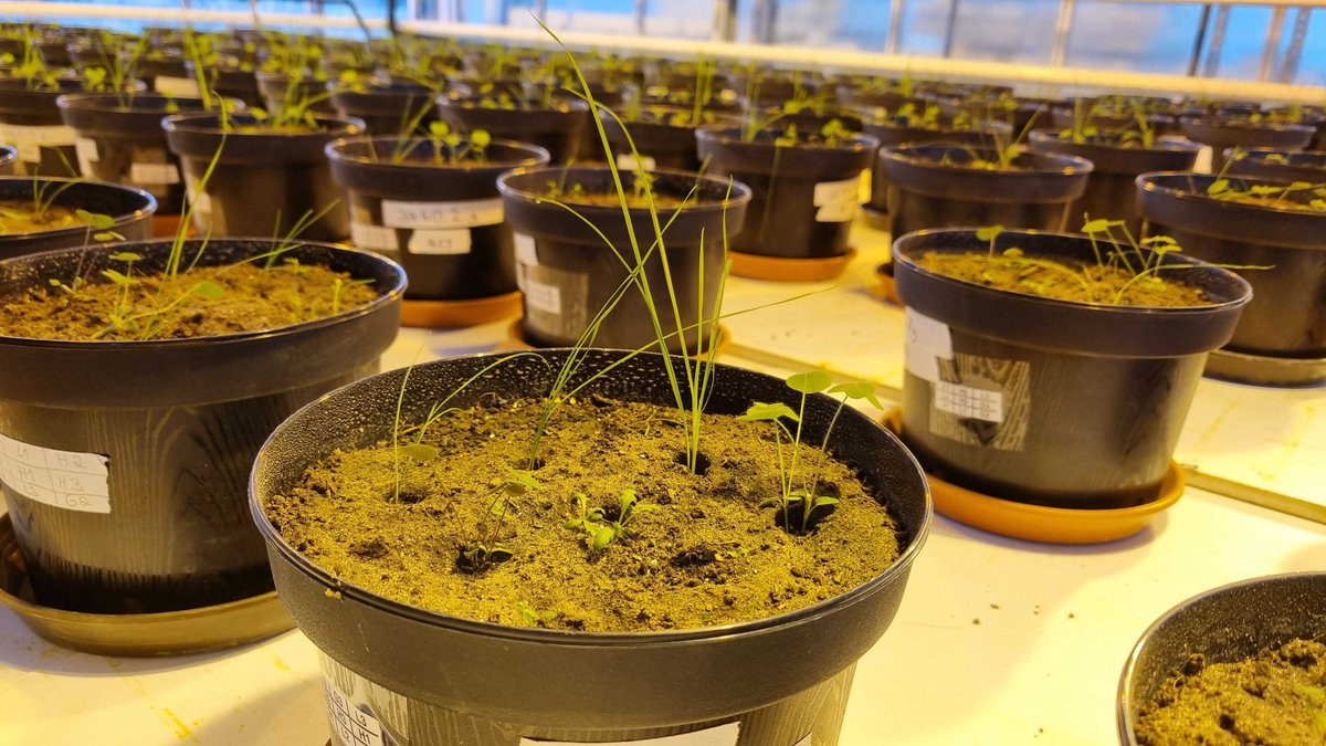 Matthias C. Rillig tweet media