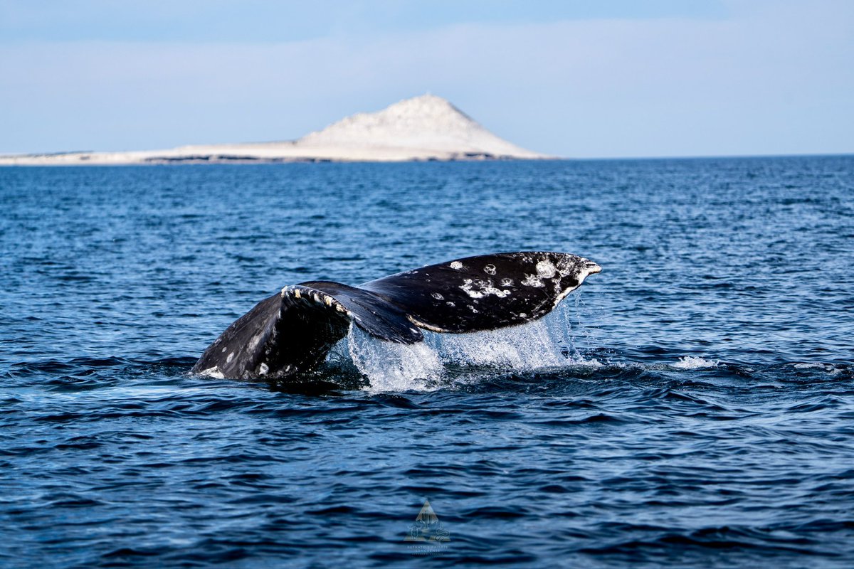 Gerardo L Gerardo-Fotografia tweet media