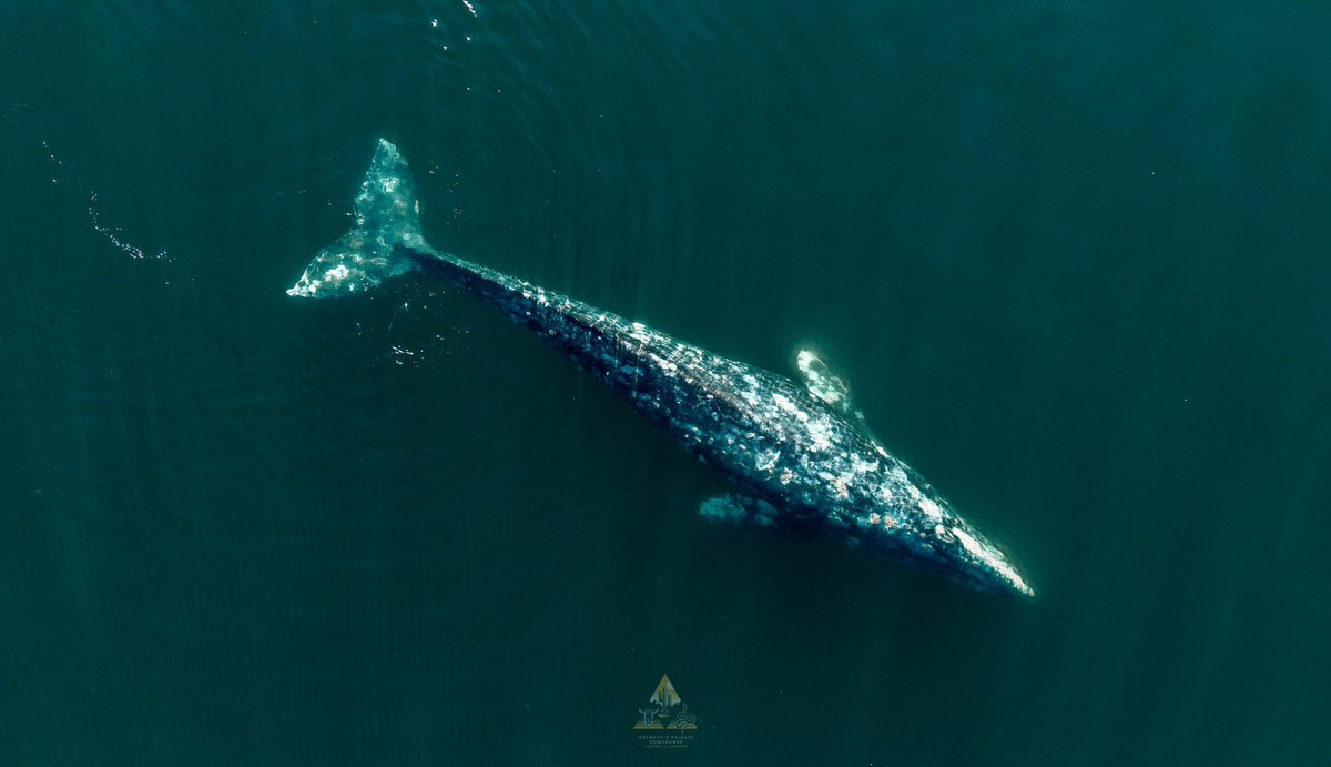 Gerardo L Gerardo-Fotografia tweet media