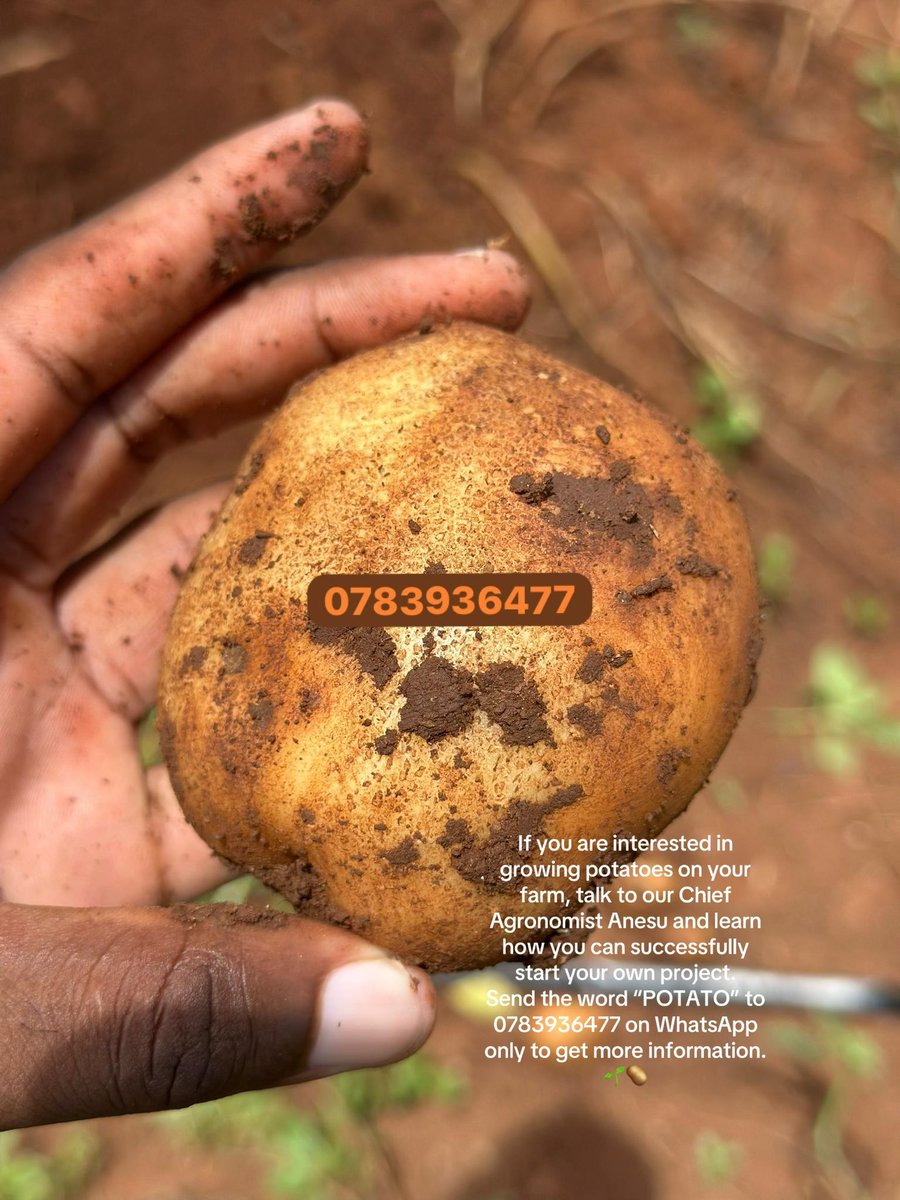 Anesu Mapisa tweet media