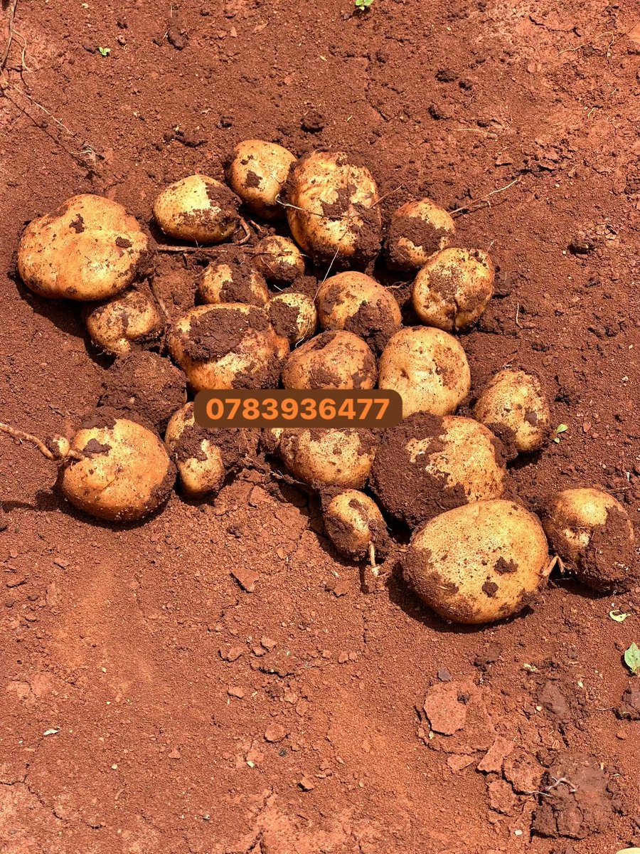 Anesu Mapisa tweet media