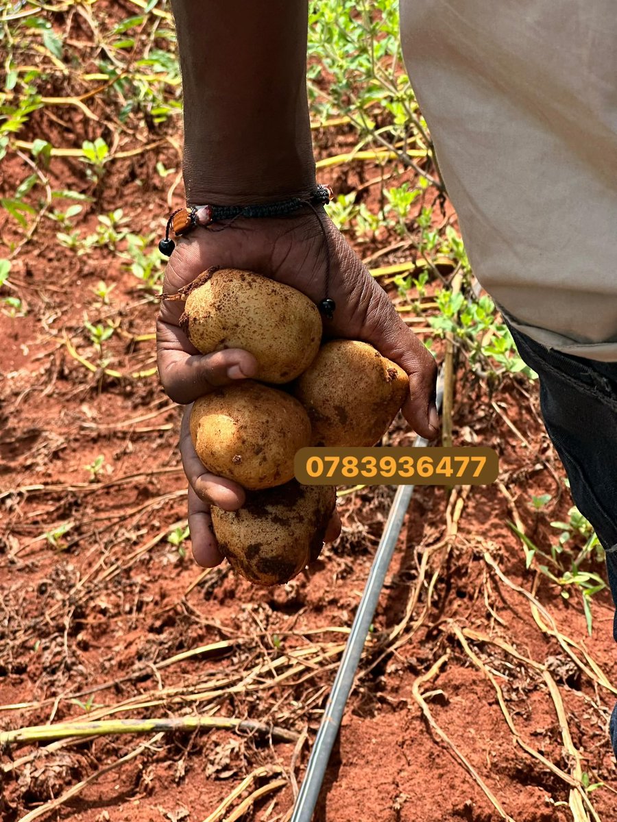 Anesu Mapisa tweet media