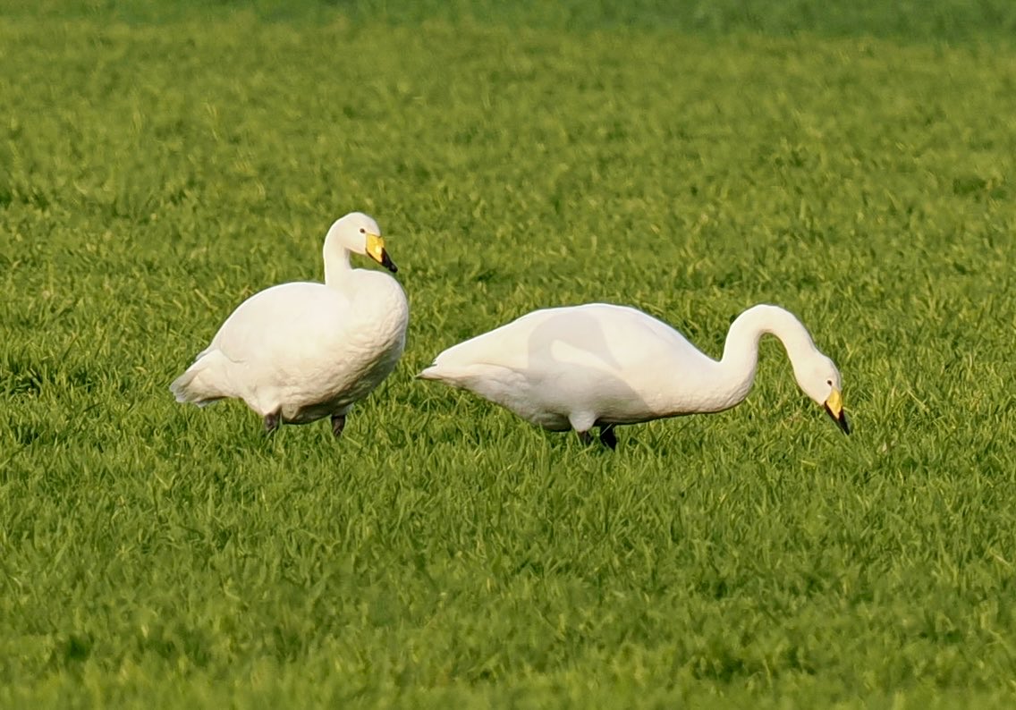 Rob Rackliffe tweet media