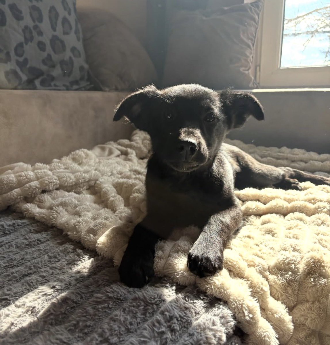 Ringišpil u glavi 🖤🤍🐈 tweet media