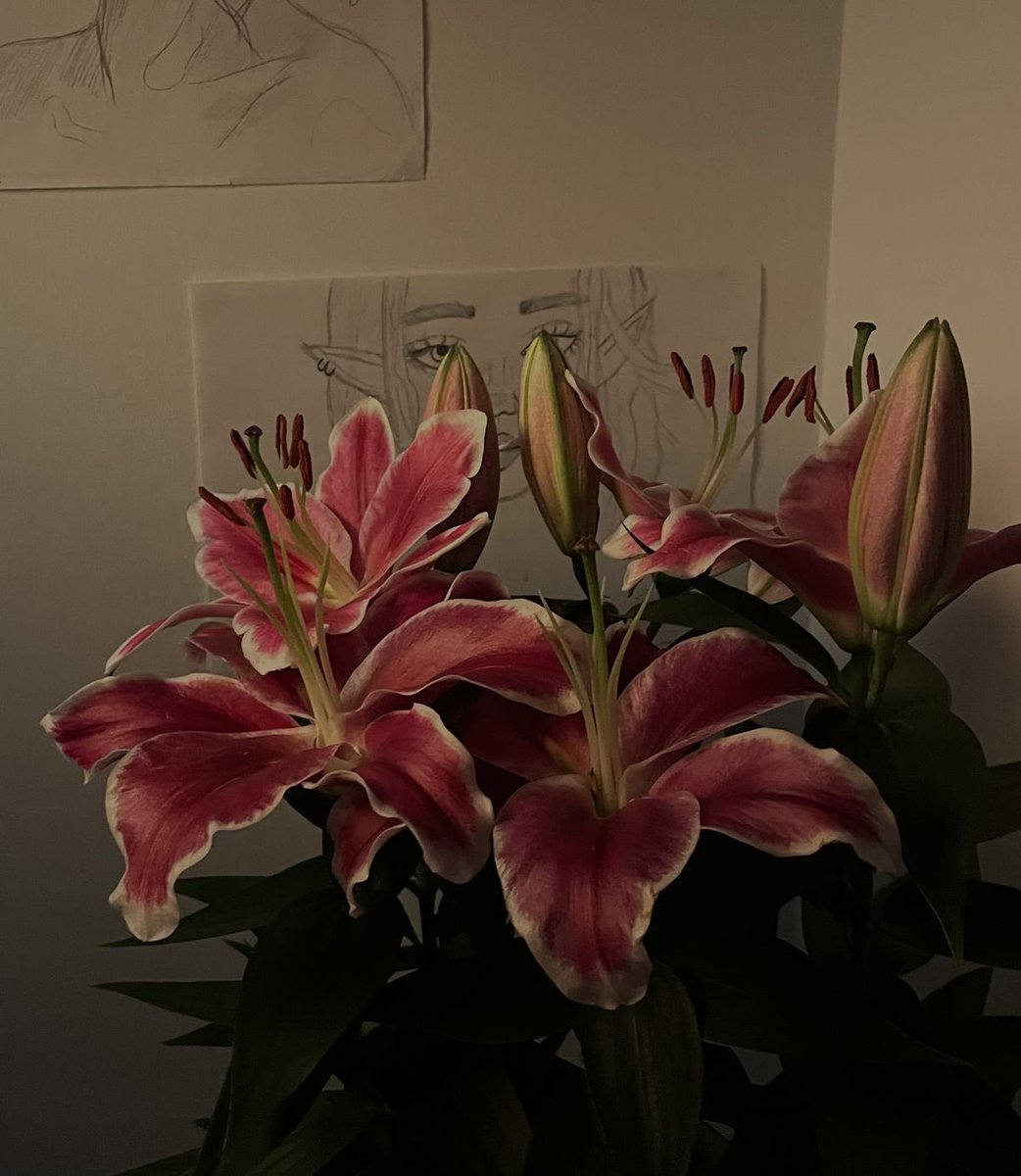 elyfae ୭ tweet media