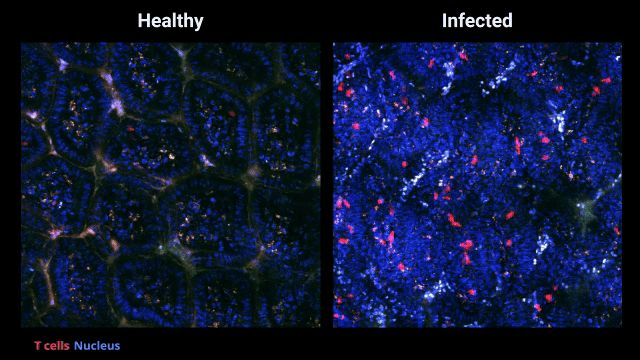 LabWaggoner's tweet photo. Tissue-specific clonal selection and differentiation of CD4⁺ T cells during infection @NatImmunol @RockefellerUniv @biohub
https://t.co/VpTgzQCd4G https://t.co/qk9UZh2Iqc