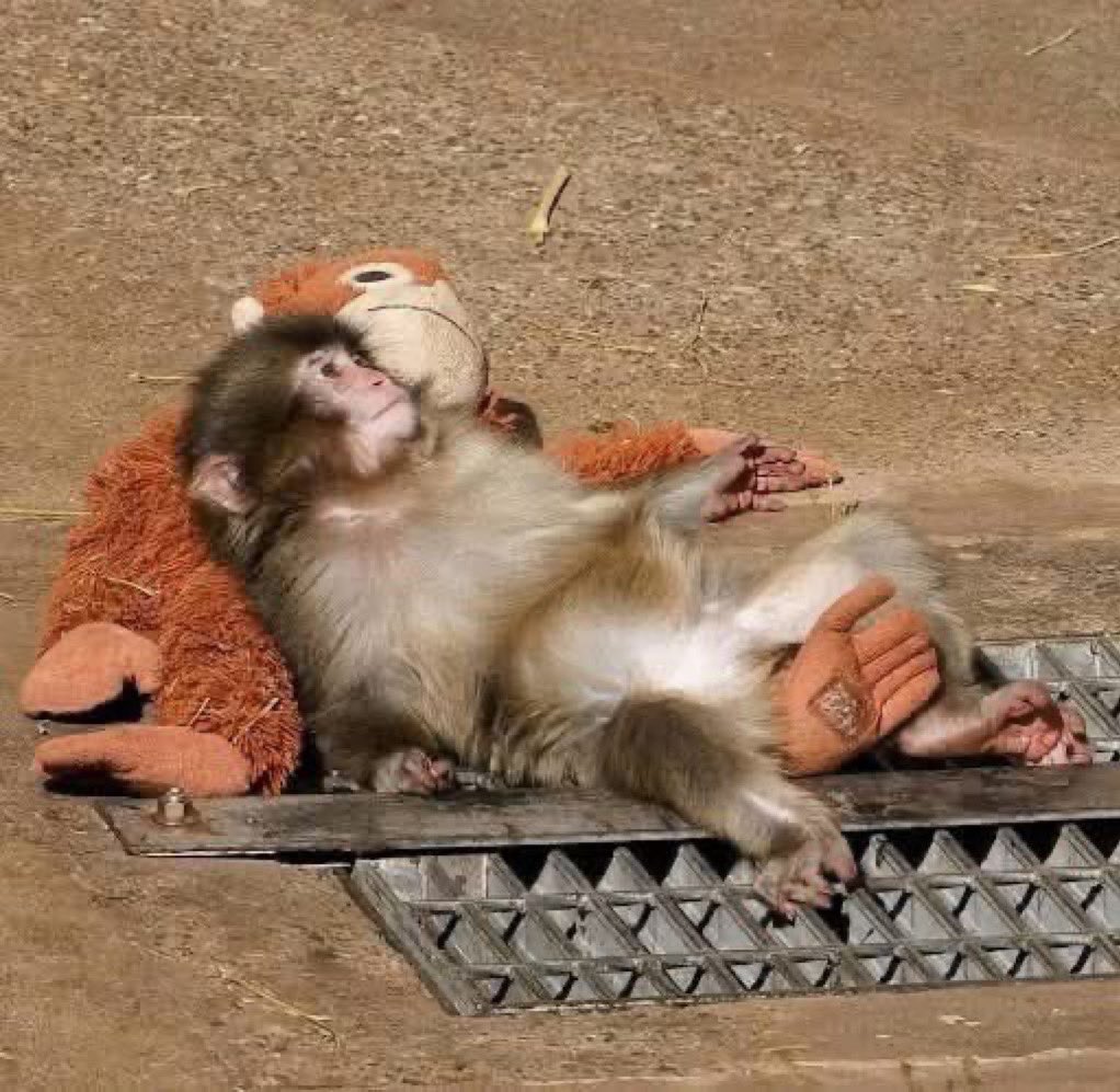 monkey who is going to be okay