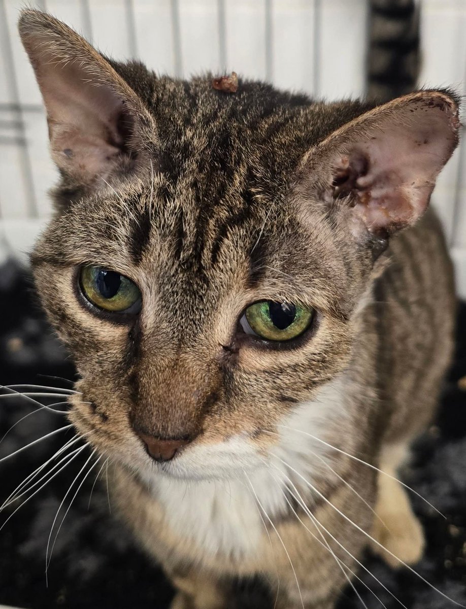 Bradford Cat Watch Rescue tweet media