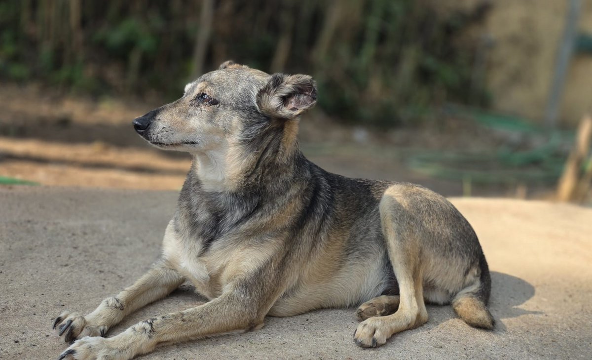 SOS Abuelos tweet media