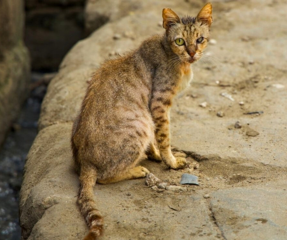 Network For Animals 🐾 tweet media