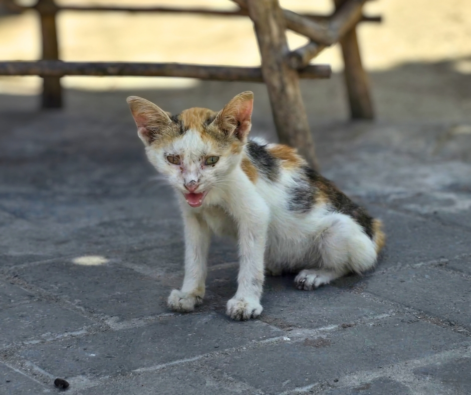 Network For Animals 🐾 tweet media