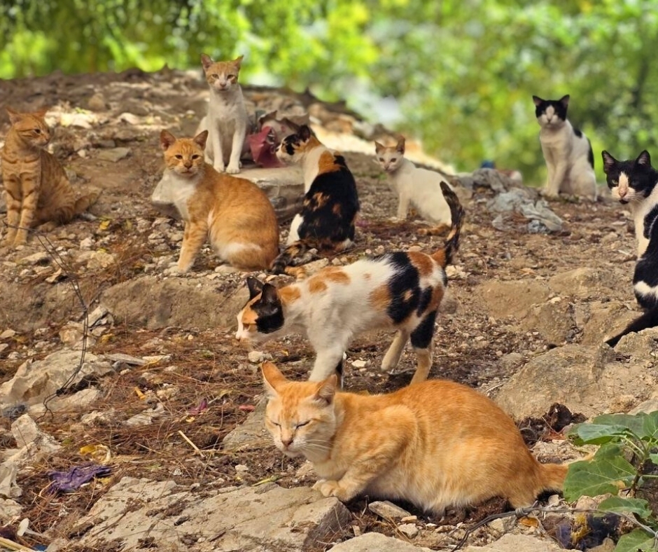 Network For Animals 🐾 tweet media